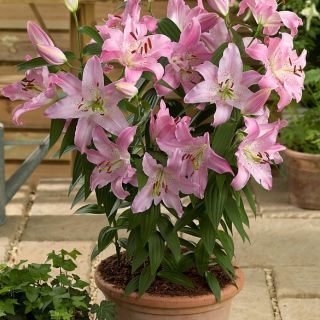 lilium Саксиен Farolito /НОВО/-1бр.