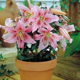 lilium Саксиен Farolito /НОВО/-1бр.