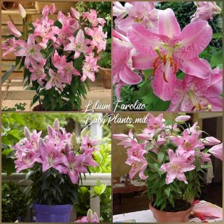 lilium Саксиен Farolito /НОВО/-1бр.