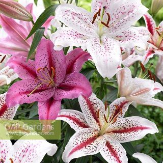 Лилиум /Lillium Tiger Mix - 5бр.