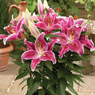 lilium Саксиен Love story /НОВО/-1бр.