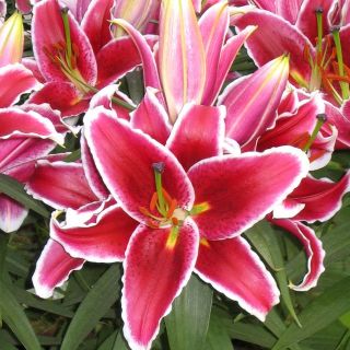 lilium Саксиен Love story /НОВО/-1бр.