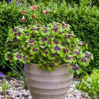 Oxalis Triangularis- 20бр.