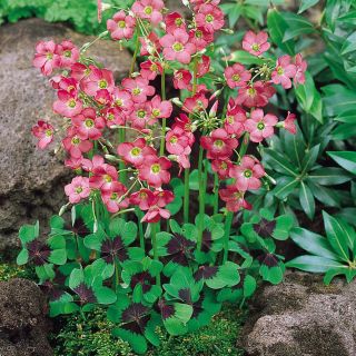 Oxalis Triangularis- 20бр.