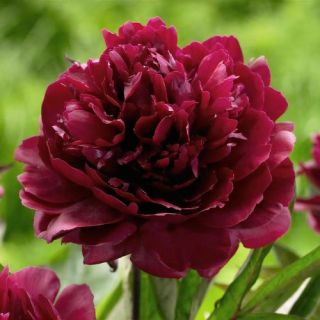 Божур/Paeonia Black beauty