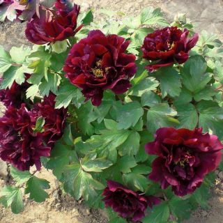 Божур/Paeonia Black beauty