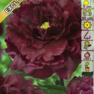 Божур/Paeonia Black beauty