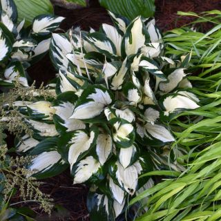 Hosta Fire and Ice