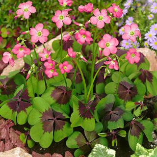 Oxalis Iron Cross- 20бр.