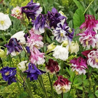 Аквилегия Vulgaris Barlow Mix / 1 оп ( 5 бр )