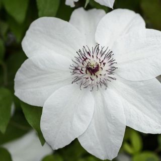 Клематис/Clematis Miss Bateman