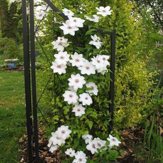 Клематис/Clematis Miss Bateman
