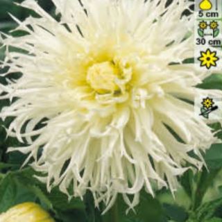 DAHLIA FRINGED Ice Crystal