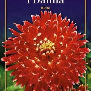 DAHLIA DECORATIVE ЕДРОЦВЕТНА Akita