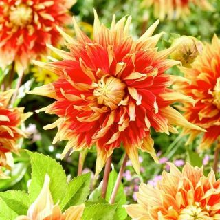 Едроцветна AUTUMN SUNBRUST