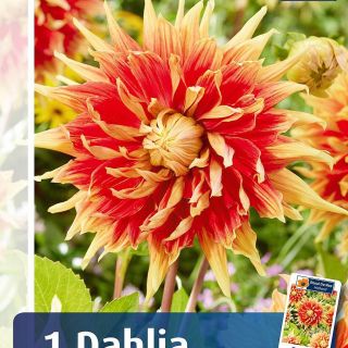 Едроцветна AUTUMN SUNBRUST