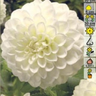 DAHLIA Pompon Snowflake/Belinda