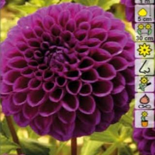DAHLIA Pompon Boom Boom Purple