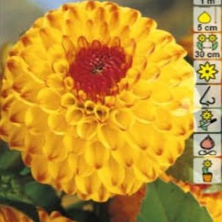 DAHLIA Pompon Sunny Boy