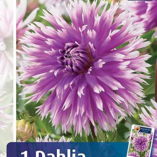 DAHLIA FRINGED Table Dancer