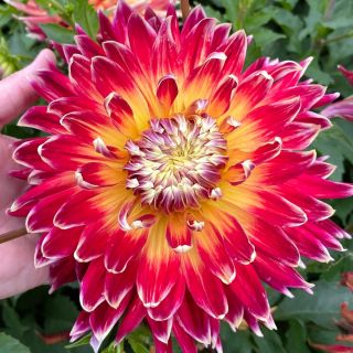 DAHLIA DECORATIVE ЕДРОЦВЕТНА Akita