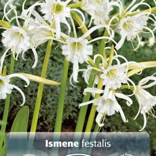 ИСМЕНЕ Екзотична ароматна орхидея - Ismene festalis