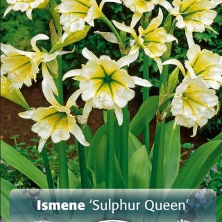 Многогодишно ароматно Исмене с цвят в бяло и зелено - Hymenocallis (Ismene) Sulphur queen