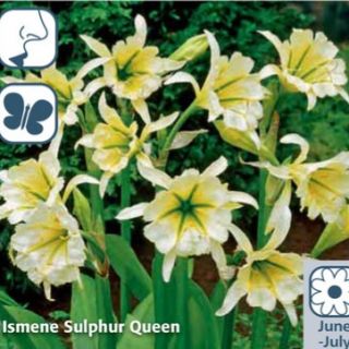 Многогодишно ароматно Исмене с цвят в бяло и зелено - Hymenocallis (Ismene) Sulphur queen