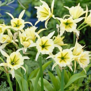 Многогодишно ароматно Исмене с цвят в бяло и зелено - Hymenocallis (Ismene) Sulphur queen