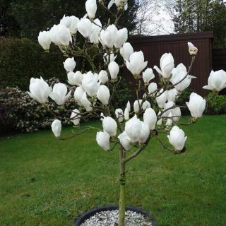 Magnolia Alba Superba