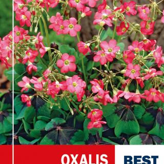 Oxalis Iron Cross- 20бр.