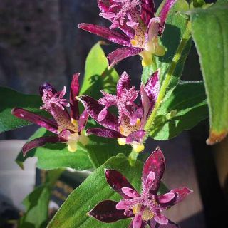 ГРАДИНСКА ОРИДЕЯ Tricyrtis 'Raspberry Mousse'
