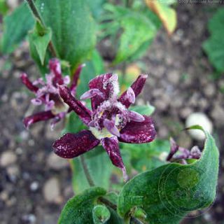 ГРАДИНСКА ОРИДЕЯ Tricyrtis 'Raspberry Mousse'