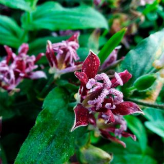 ГРАДИНСКА ОРИДЕЯ Tricyrtis 'Raspberry Mousse'