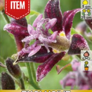 ГРАДИНСКА ОРИДЕЯ Tricyrtis 'Raspberry Mousse'