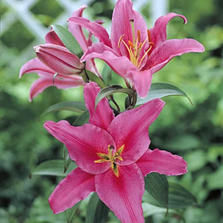 lilium ORIENTAL Acapulco
