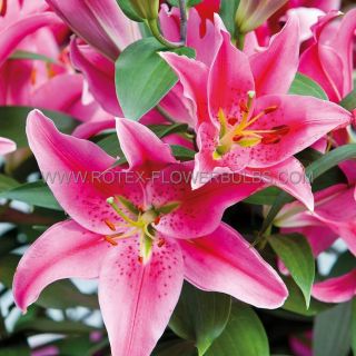 lilium ORIENTAL Acapulco