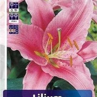 lilium ORIENTAL Acapulco