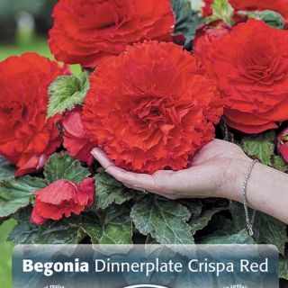 ЕДРОЦВЕТНА БЕГОНИЯ Crispa Red