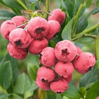 Червена боровинка за подсилване на имунната система - Vaccinium Pink Lemonade
