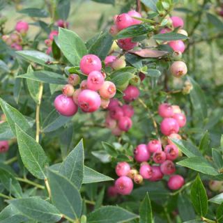 Червена боровинка за подсилване на имунната система - Vaccinium Pink Lemonade