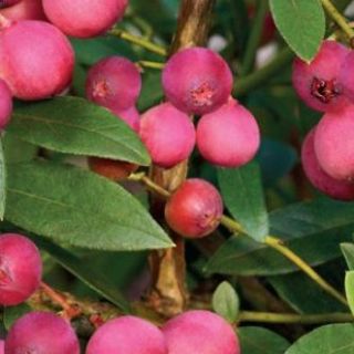 Червена боровинка за подсилване на имунната система - Vaccinium Pink Lemonade