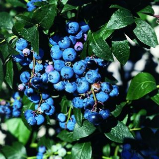 Боровинка синя ранна и много родовита в саксия - Vaccinium corymbosum