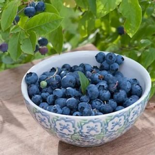 Боровинка синя ранна и много родовита в саксия - Vaccinium corymbosum