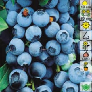 Боровинка синя ранна и много родовита в саксия - Vaccinium corymbosum