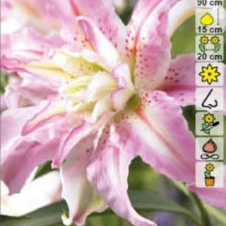 Lilium DOUBLE Broken Heart