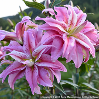 Lilium DOUBLE Broken Heart