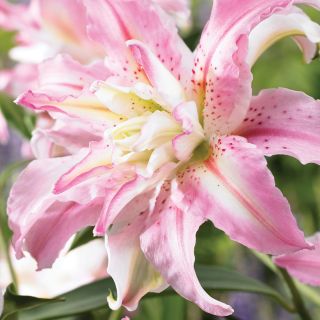 Lilium DOUBLE Broken Heart