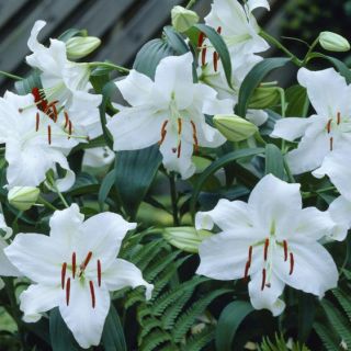 lilium ORIENTAL Casa Bianca