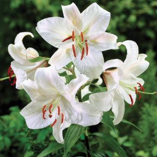 lilium ORIENTAL Casa Bianca